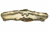 Mammoth Molar Slice with Case - South Carolina #193835-1